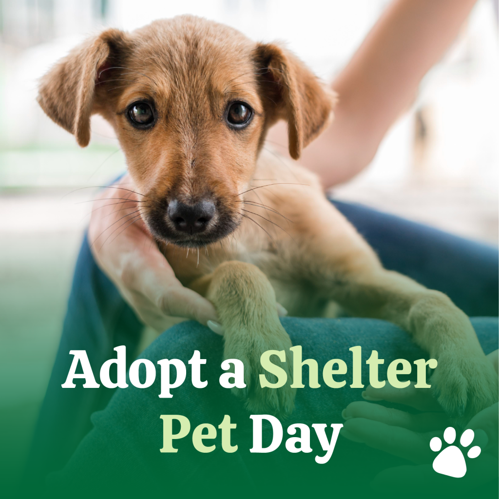 It's National "Adopt a Shelter Pet" Day!